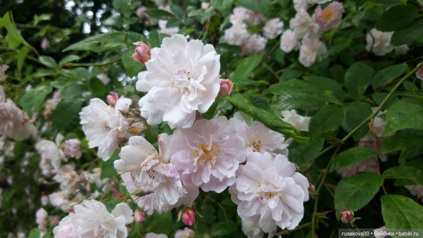 Малыши Басики и цветущие рододе́ндроны (фото 8)