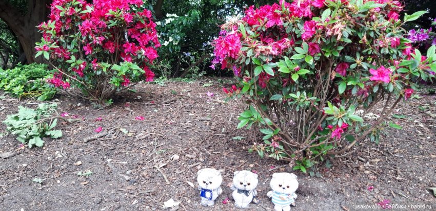 Малыши Басики и цветущие рододе́ндроны