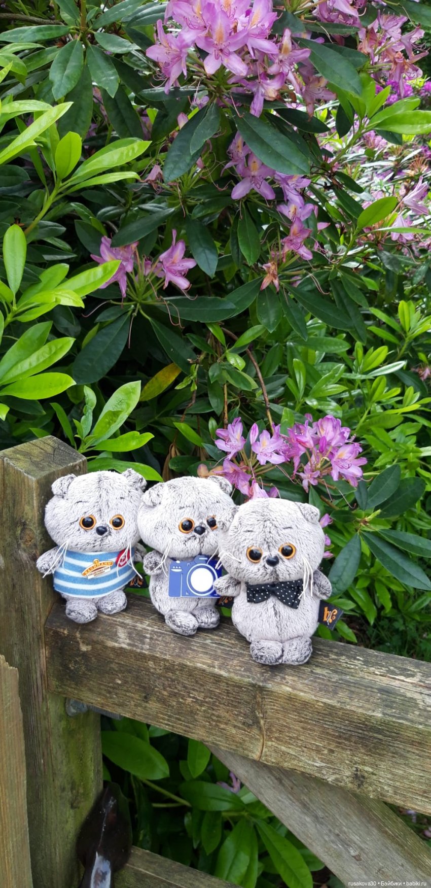 Малыши Басики и цветущие рододе́ндроны