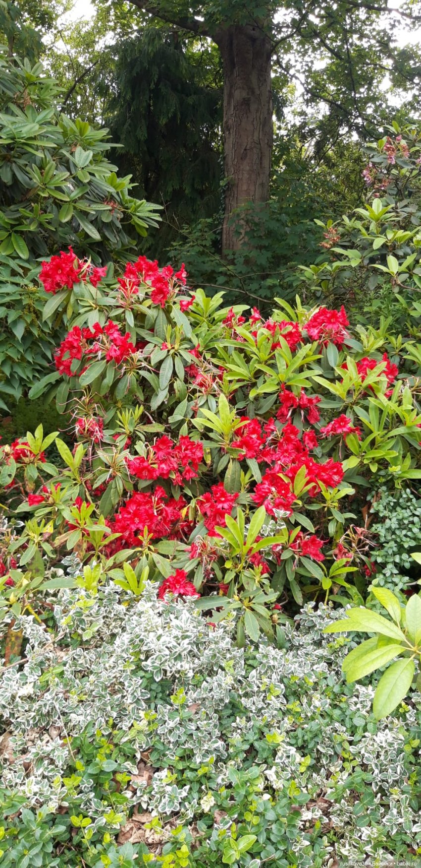 Малыши Басики и цветущие рододе́ндроны