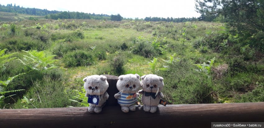 Малыши Басики и цветущие рододе́ндроны