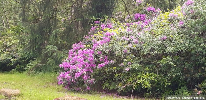 Малыши Басики и цветущие рододе́ндроны (фото 7)