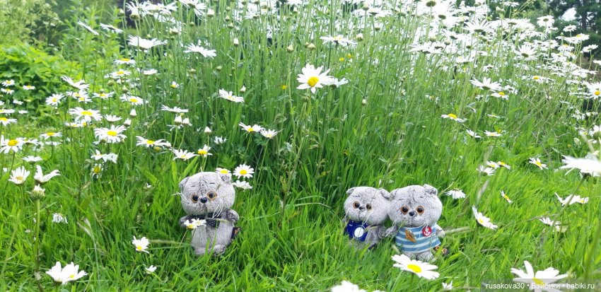 Малыши Басики и цветущие рододе́ндроны