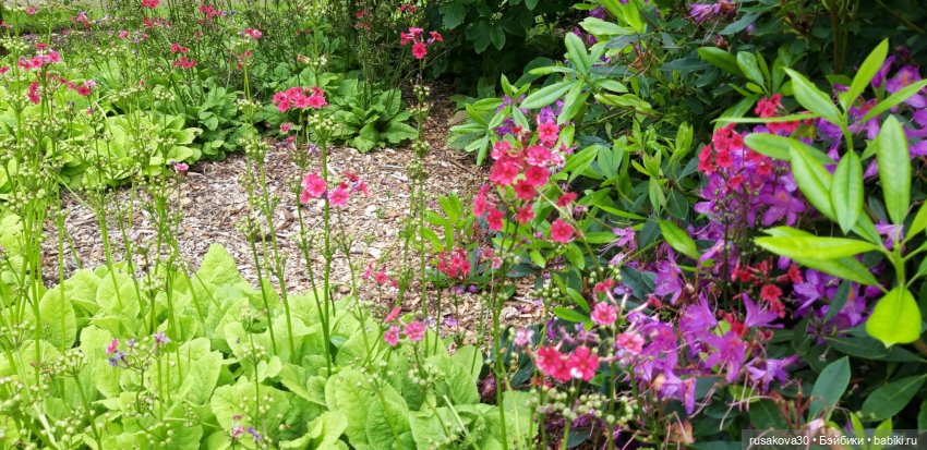 Малыши Басики и цветущие рододе́ндроны
