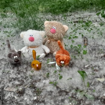 Тополиный пух, жара, июль