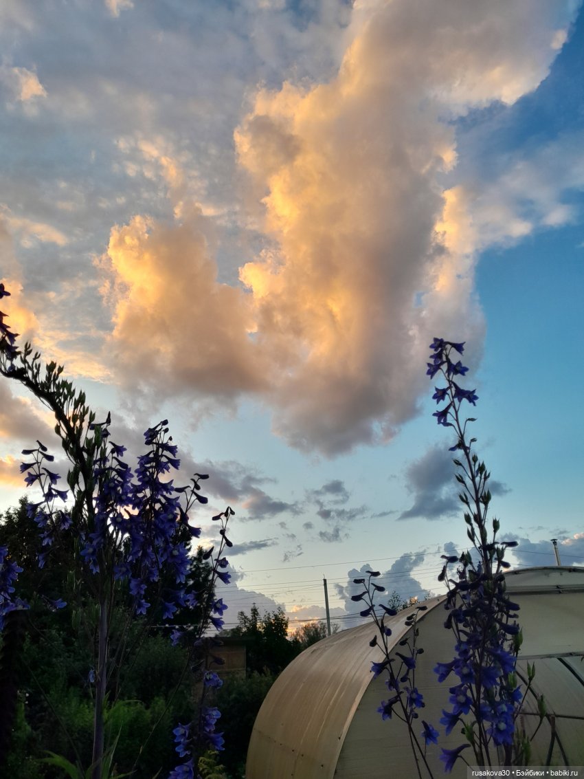 Лисята дачники — Авторские мишки Тедди и друзья: фото (фото 10)