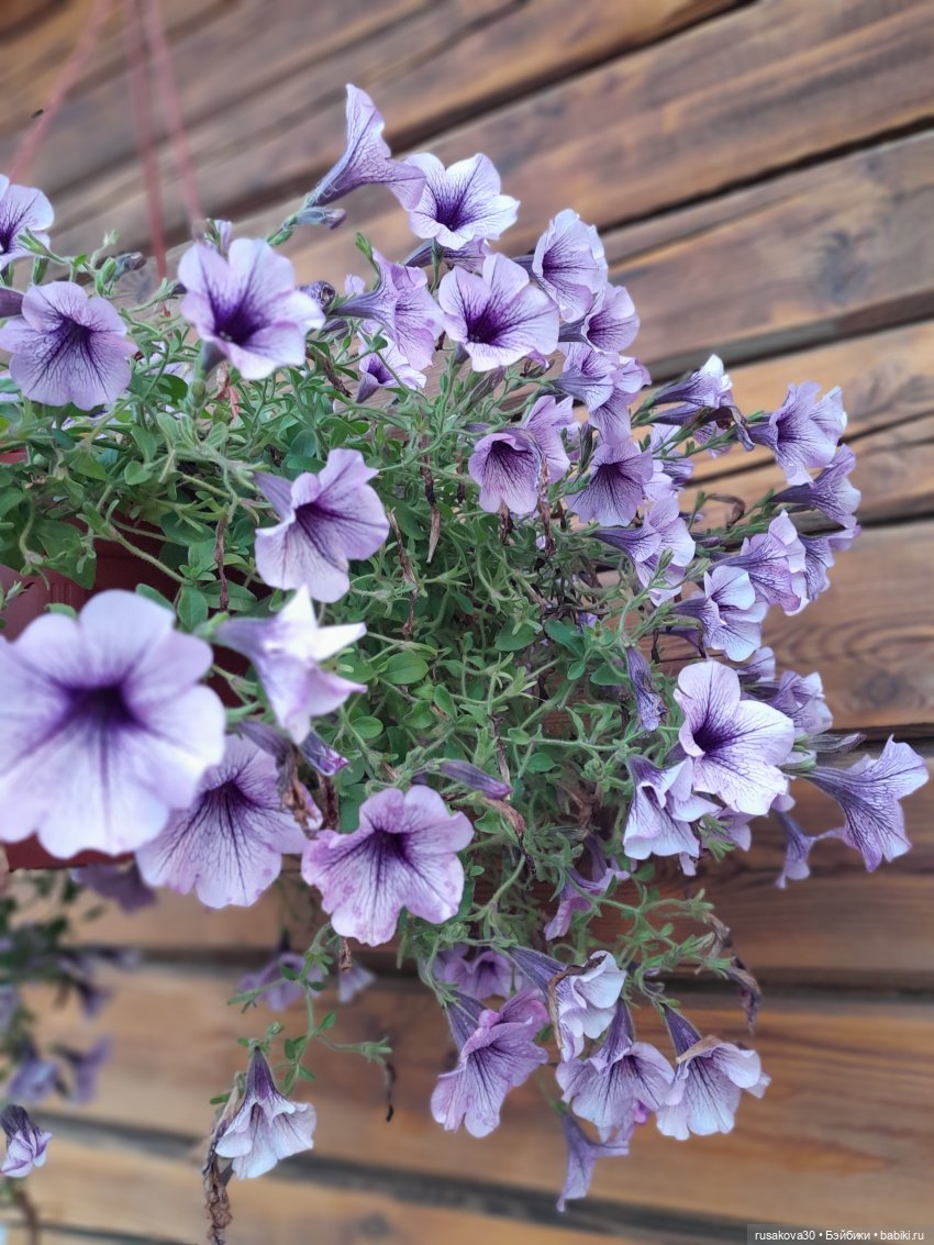 Лисята дачники — Авторские мишки Тедди и друзья: фото (фото 4)