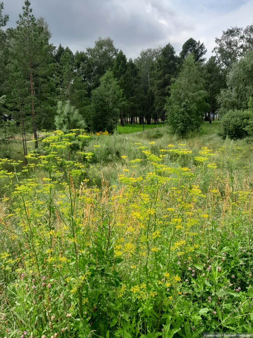 Снежка и лисята гуляют по парку Арена