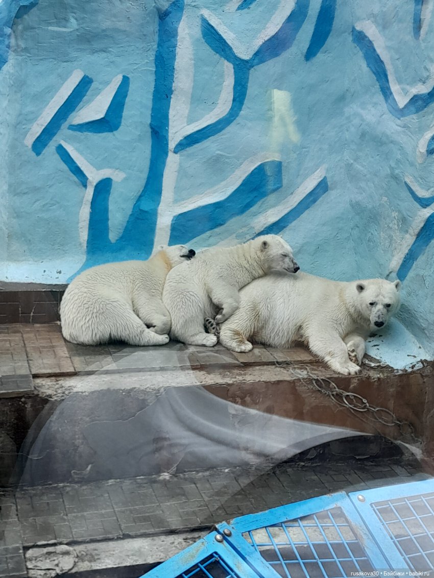 Новосибирский зоопарк и принцесски (фото 9)
