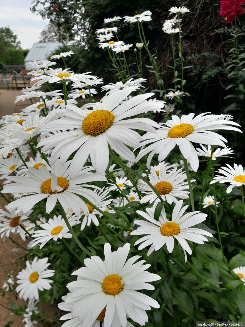 Мийка и лаванда — Куклы Nines d'Onil (Нинес): Миа (Mia)