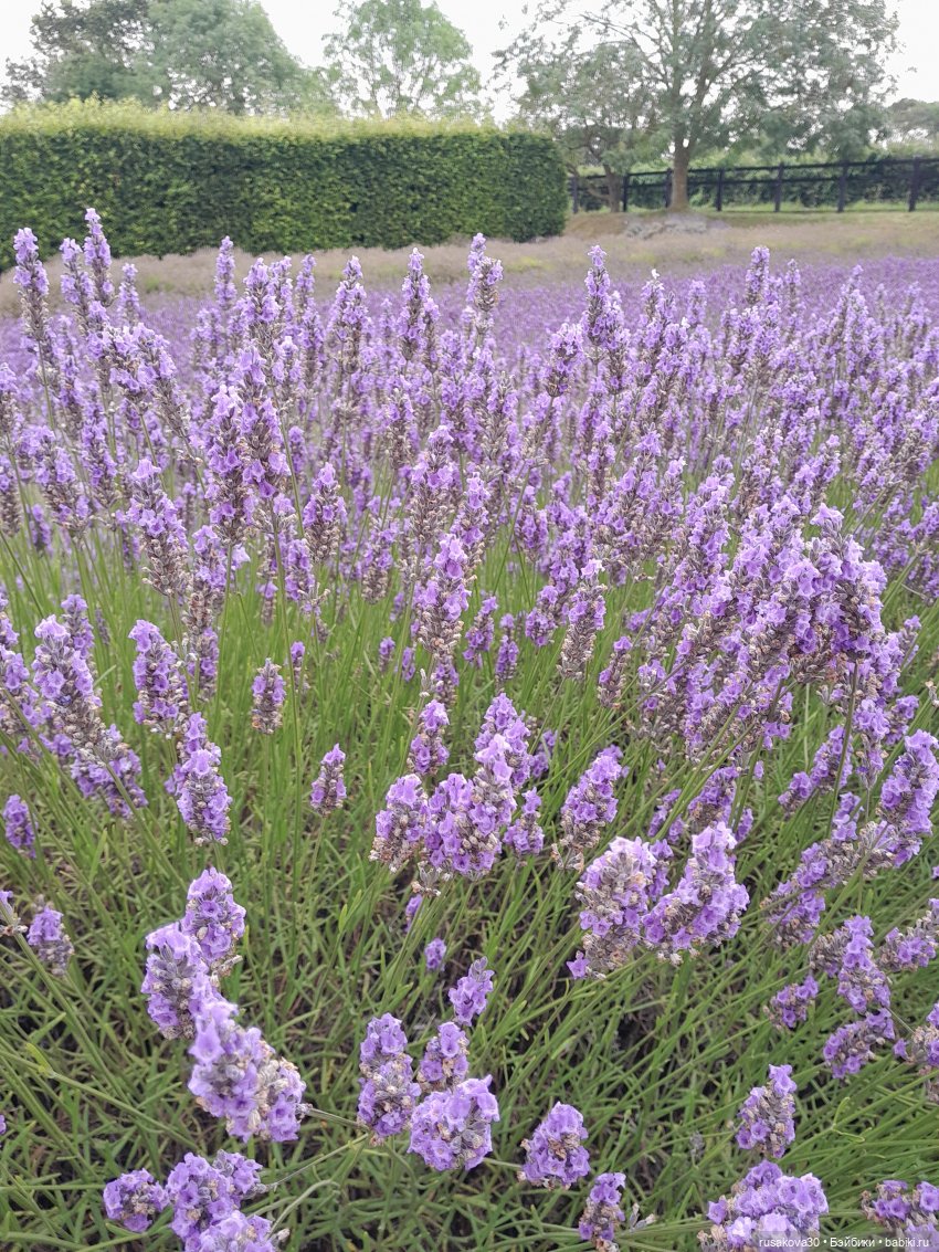 Мийка и лаванда — Куклы Nines d'Onil (Нинес): Миа (Mia) (фото 4)