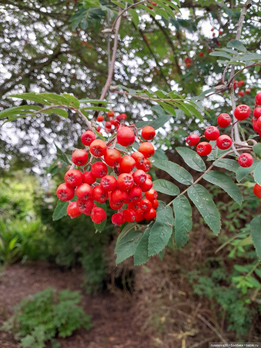 Мийка и лаванда — Куклы Nines d'Onil (Нинес): Миа (Mia)