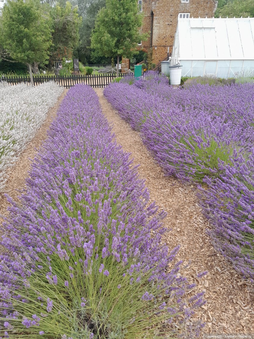 Мийка и лаванда — Куклы Nines d'Onil (Нинес): Миа (Mia) (фото 8)