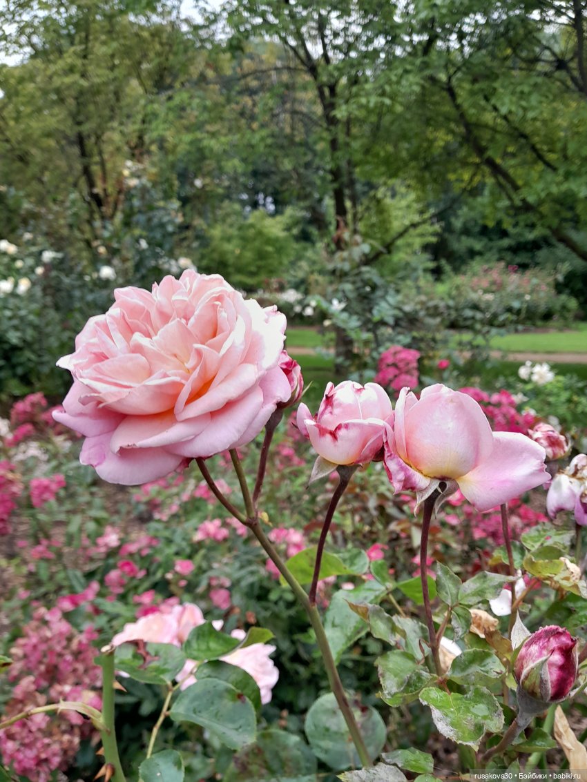 Мийка и лаванда — Куклы Nines d'Onil (Нинес): Миа (Mia)