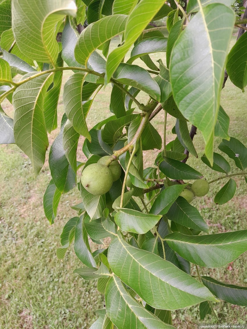 Мийка и лаванда — Куклы Nines d'Onil (Нинес): Миа (Mia)