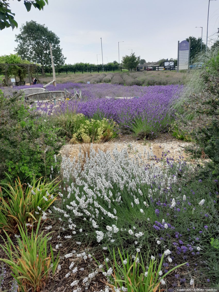 Мийка и лаванда — Куклы Nines d'Onil (Нинес): Миа (Mia) (фото 9)