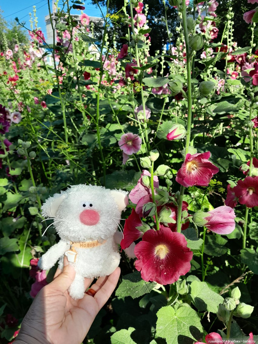 Какао и Молоко поздравляют котиков (фото 4)