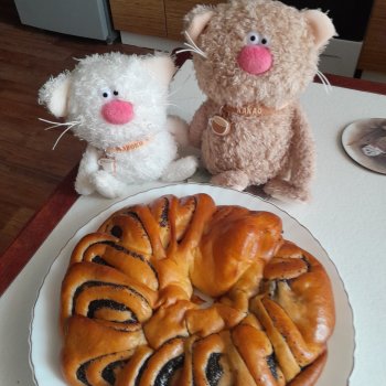 Какао и Молоко поздравляют котиков !