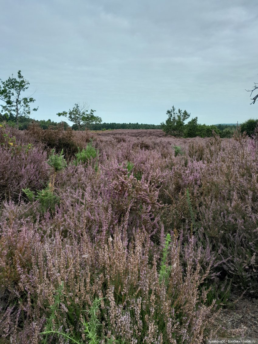 А вот и вереск начал цвести (фото 10)