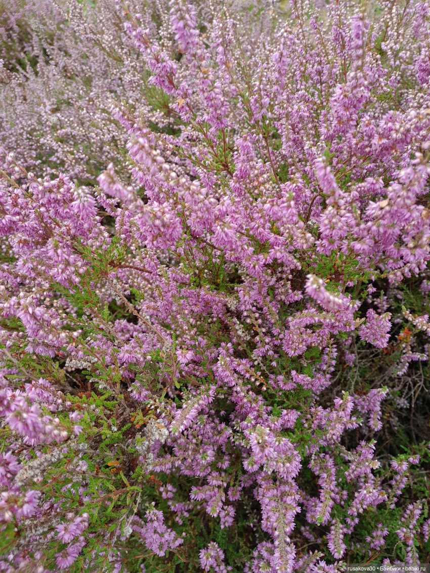 А вот и вереск начал цвести