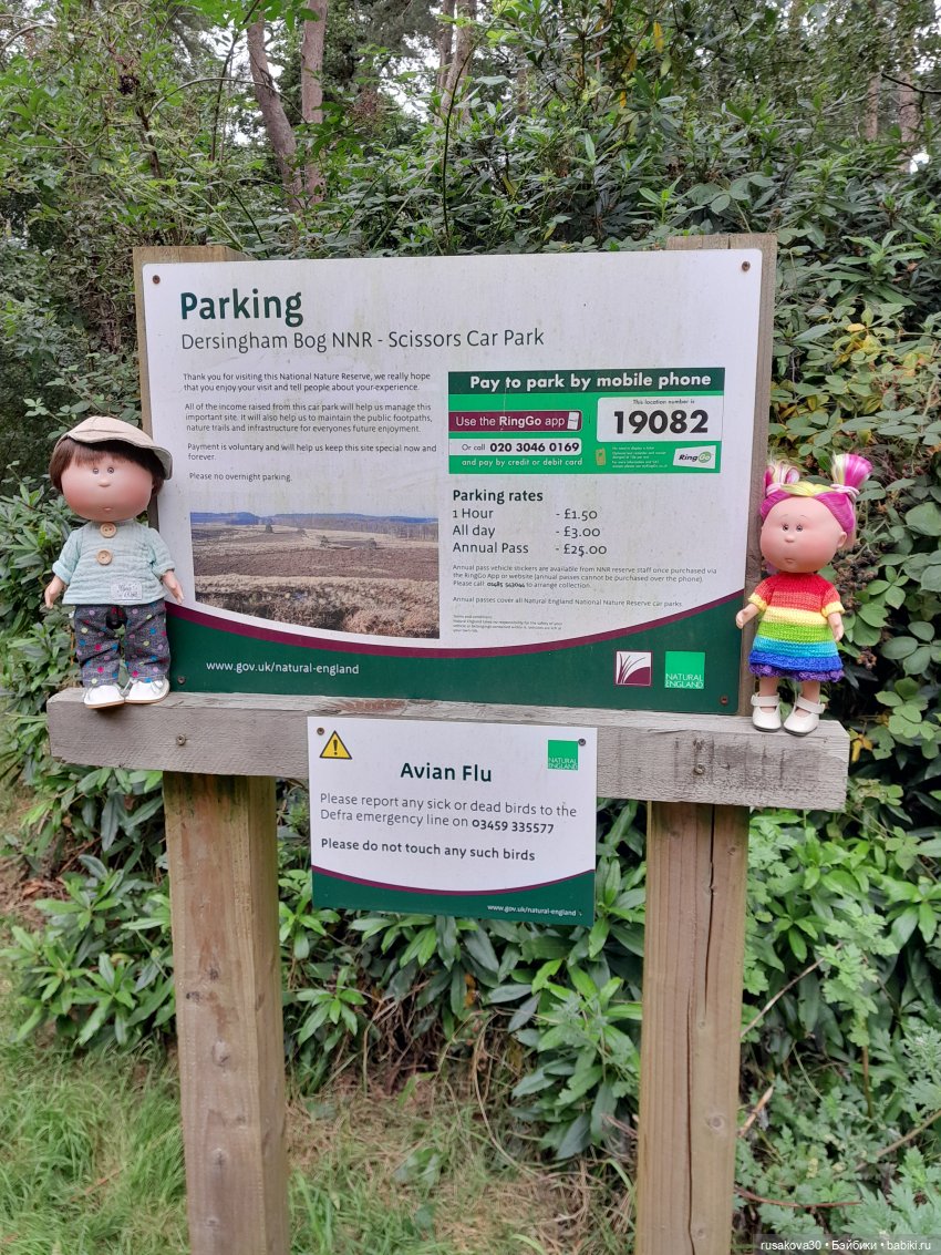 А вот и вереск начал цвести (фото 2)