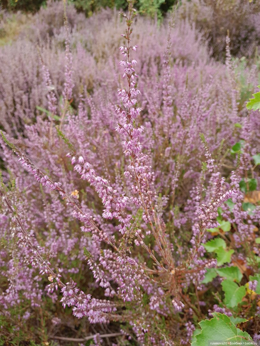 А вот и вереск начал цвести