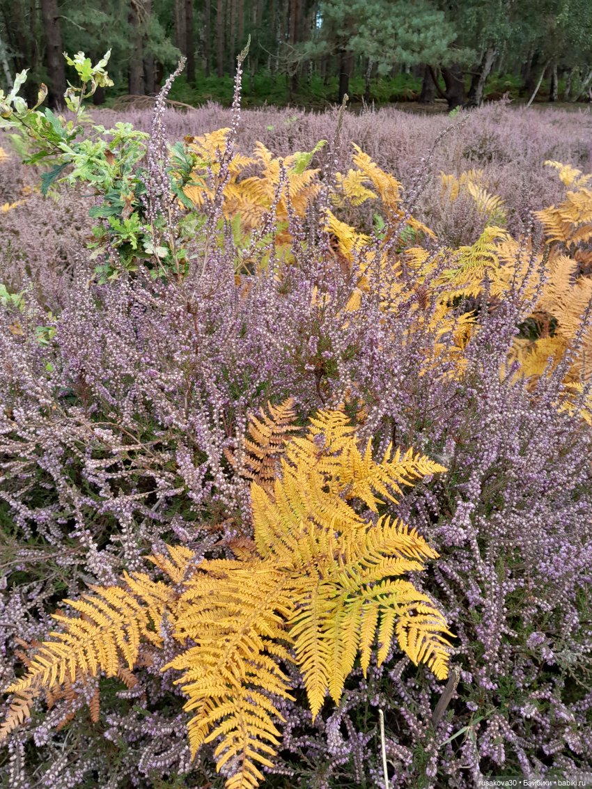 А вот и вереск начал цвести