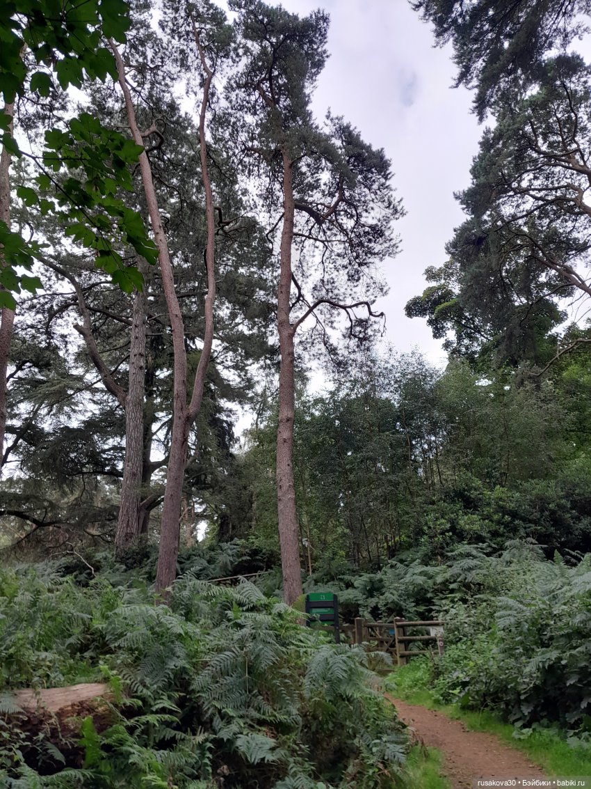 А вот и вереск начал цвести (фото 3)