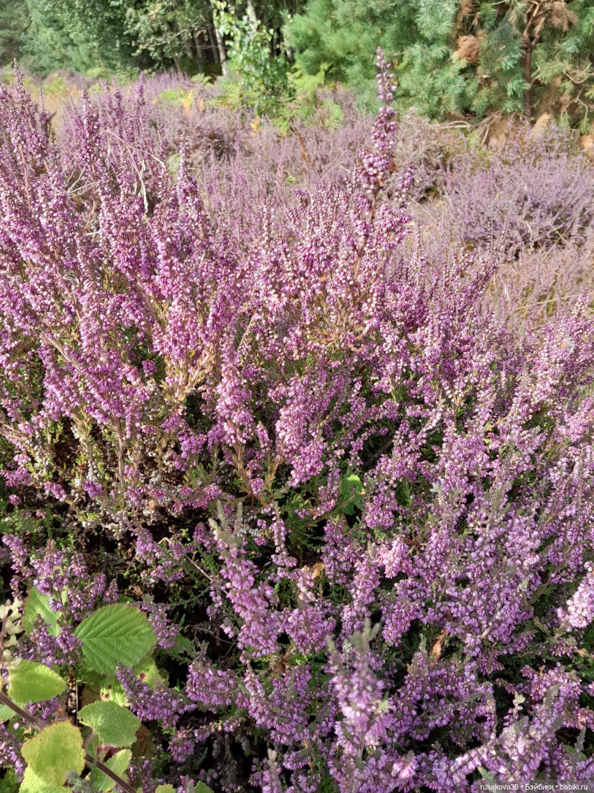 А вот и вереск начал цвести