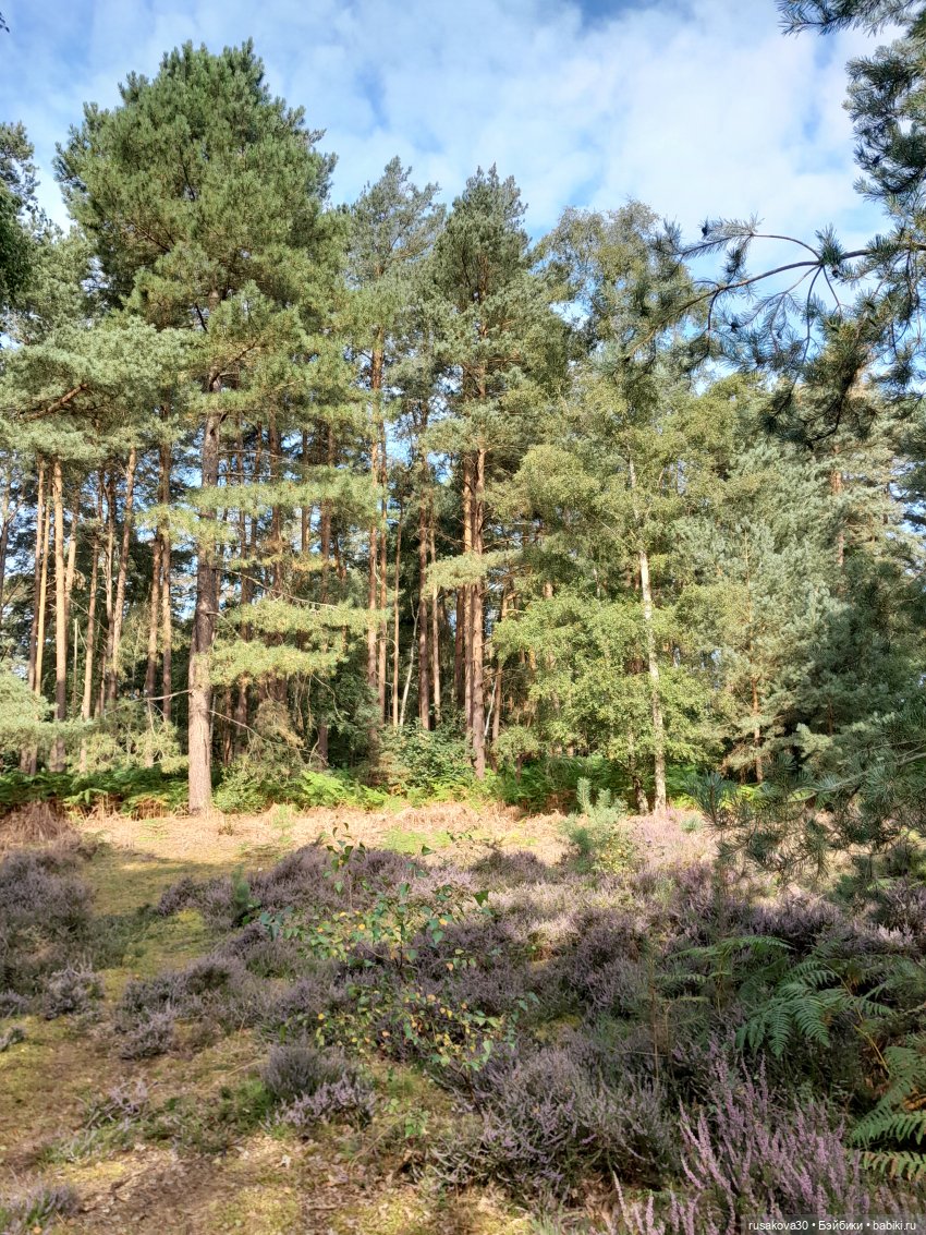 А вот и вереск начал цвести (фото 8)