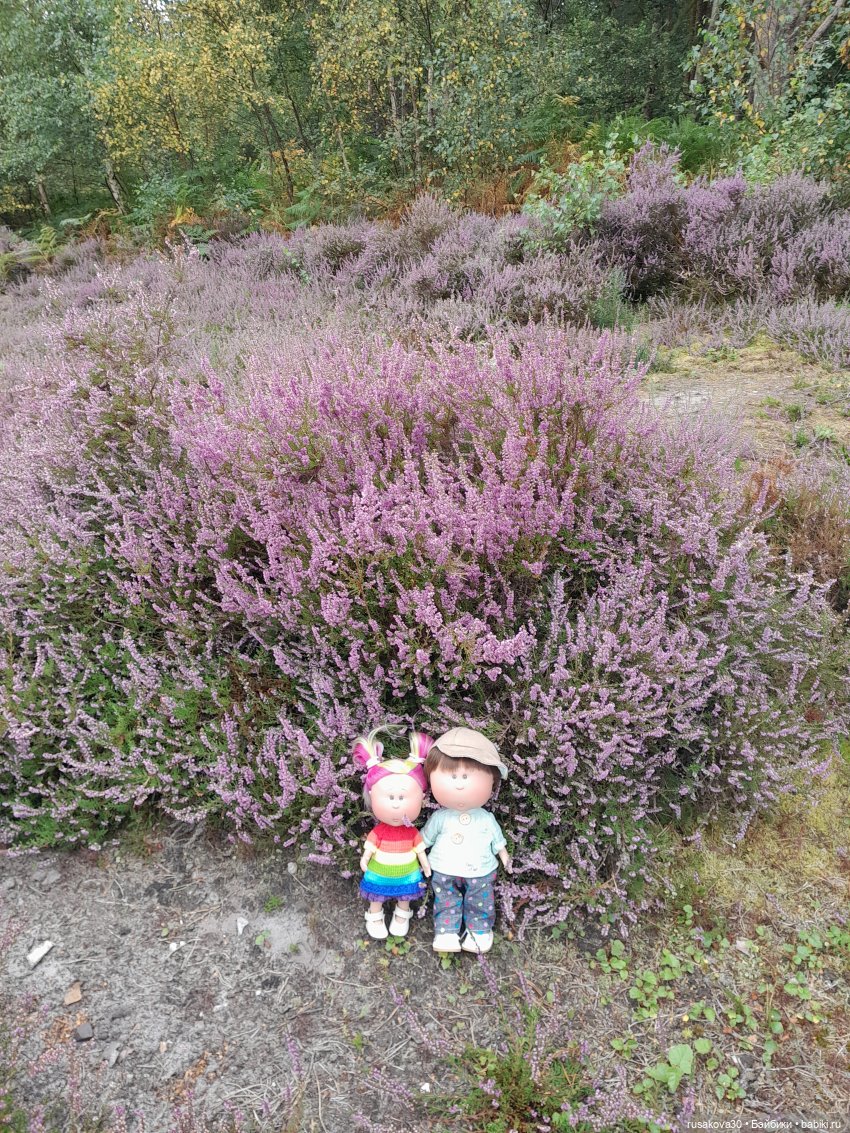 А вот и вереск начал цвести