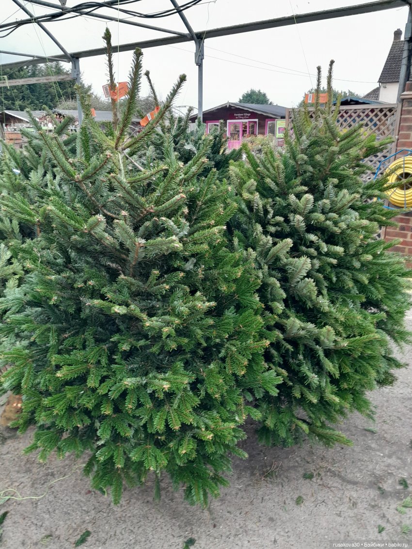 Рапа ,Людвиг и Нильс едут в Ессекс