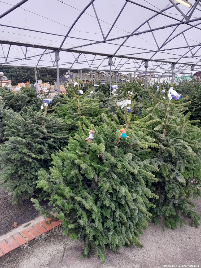 Рапа ,Людвиг и Нильс едут в Ессекс