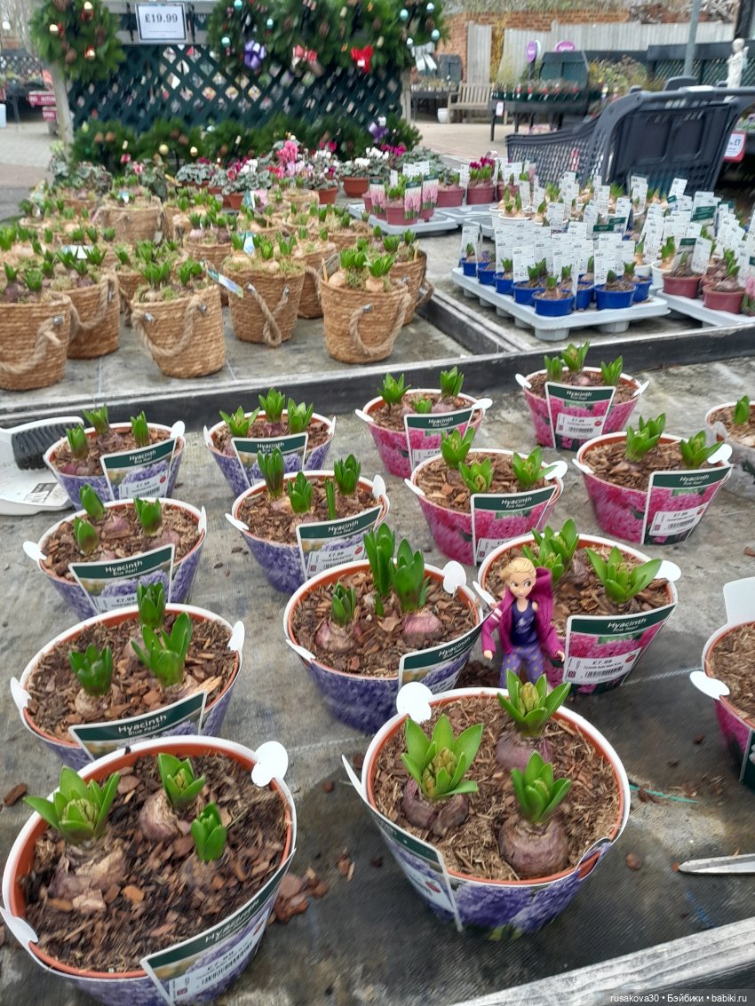 Рапа ,Людвиг и Нильс едут в Ессекс