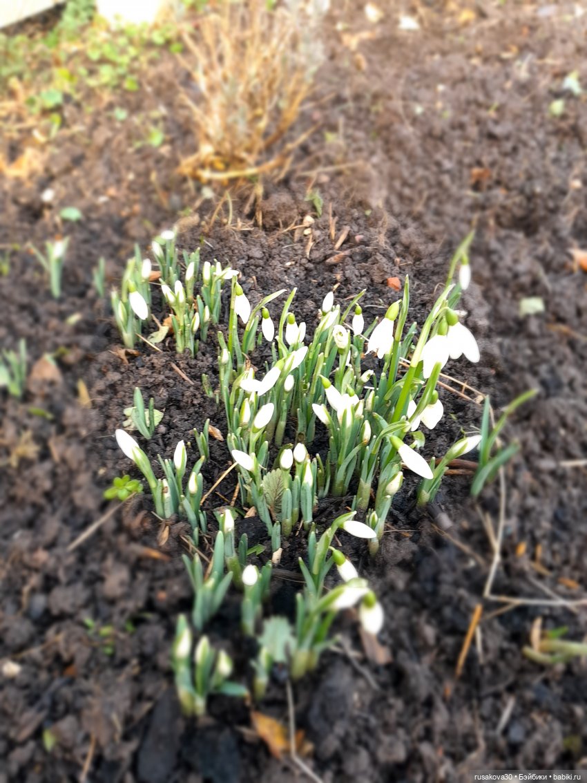 Весна , однако — Советские винтажные куклы (СССР): Ленигрушка
