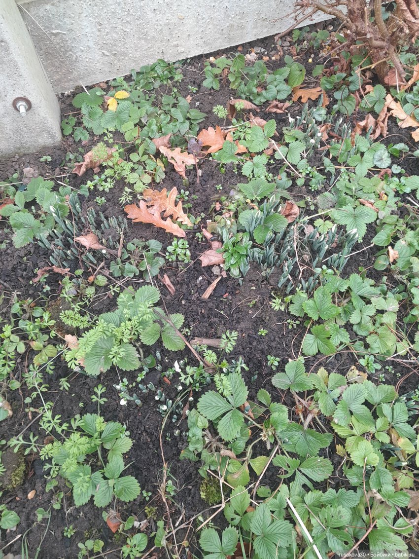 Весна , однако — Советские винтажные куклы (СССР): Ленигрушка (фото 3)