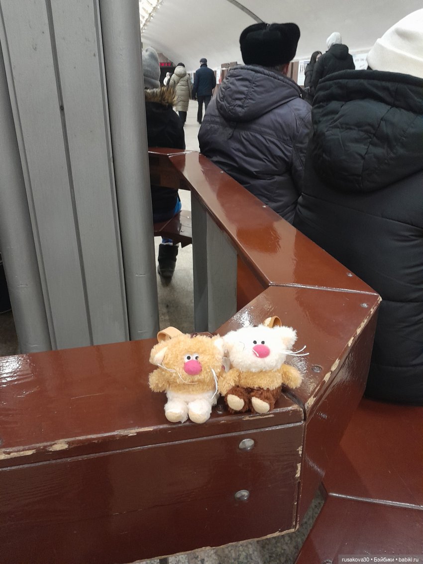 Кофейные котики гуляют где хотят