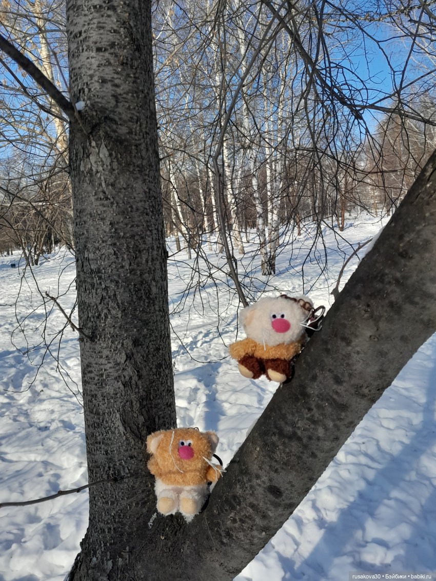 Кофейные котики гуляют где хотят