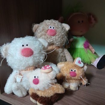 Кофейные котики гуляют где хотят