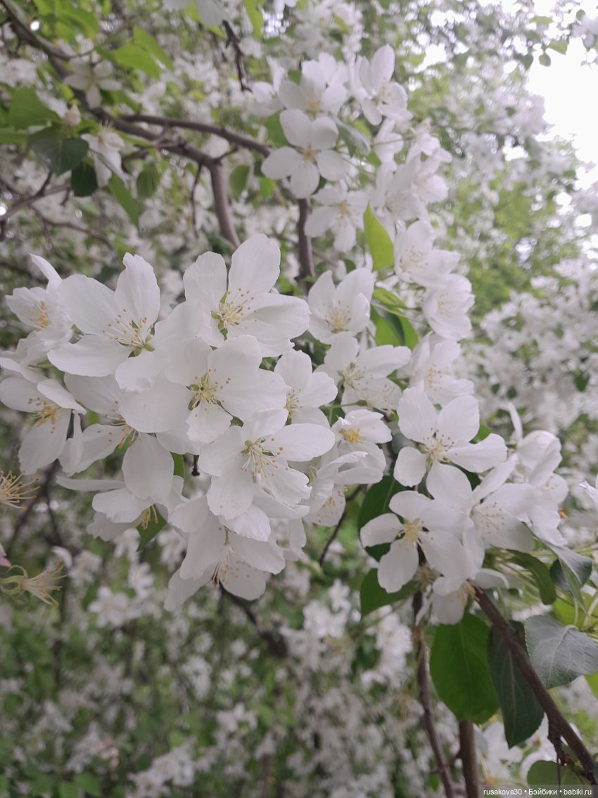 Яблони в цвету — Куклы Nines d'Onil (Нинес): Миа (Mia)