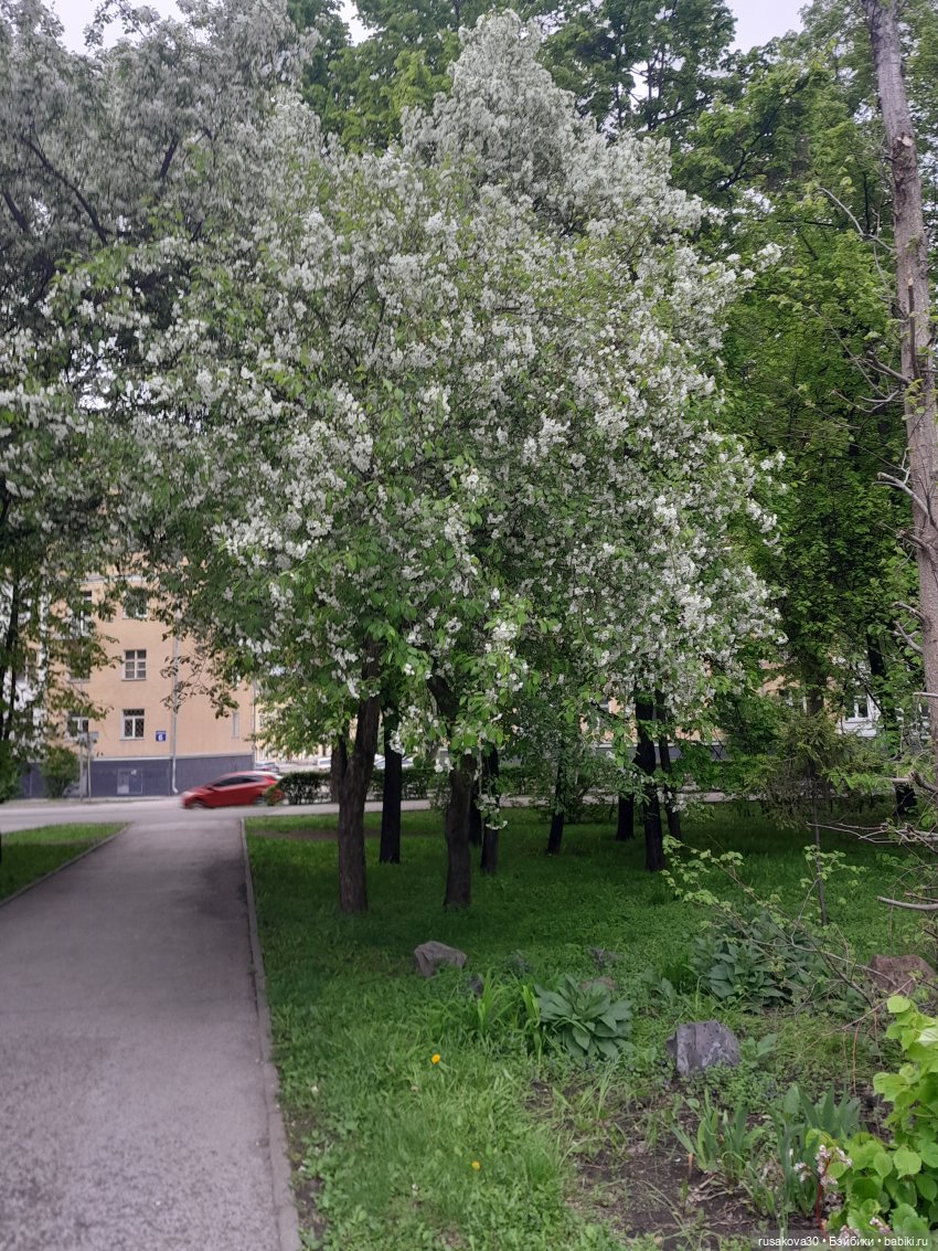 Яблони в цвету — Куклы Nines d'Onil (Нинес): Миа (Mia)