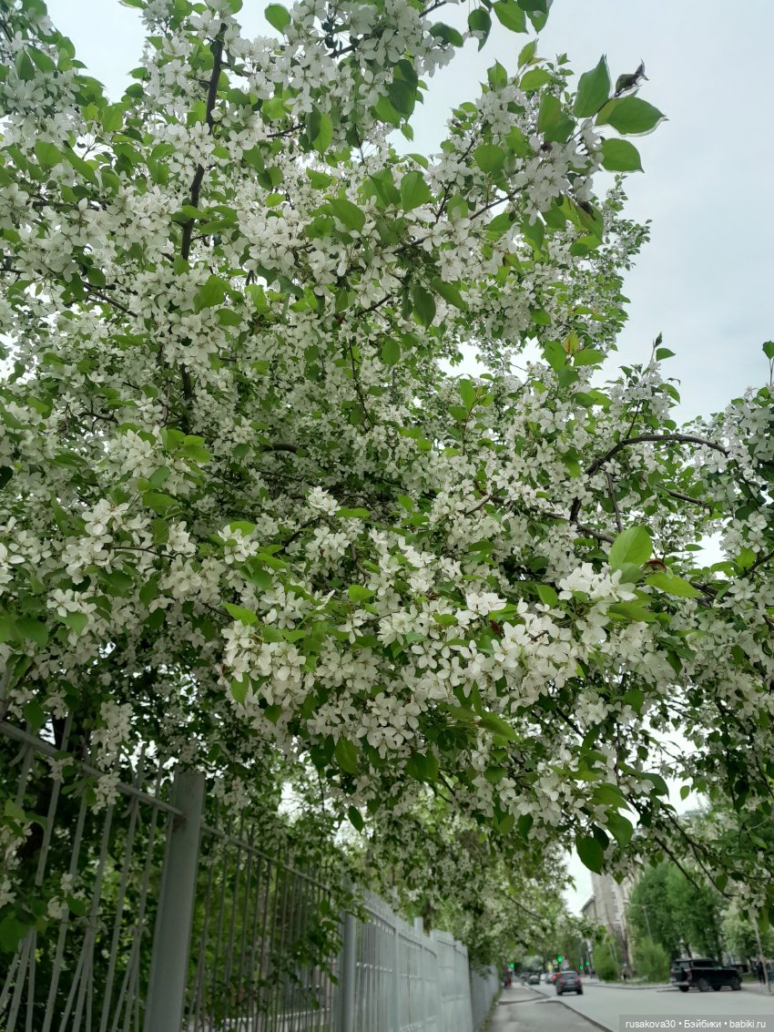 Яблони в цвету — Куклы Nines d'Onil (Нинес): Миа (Mia) (фото 10)