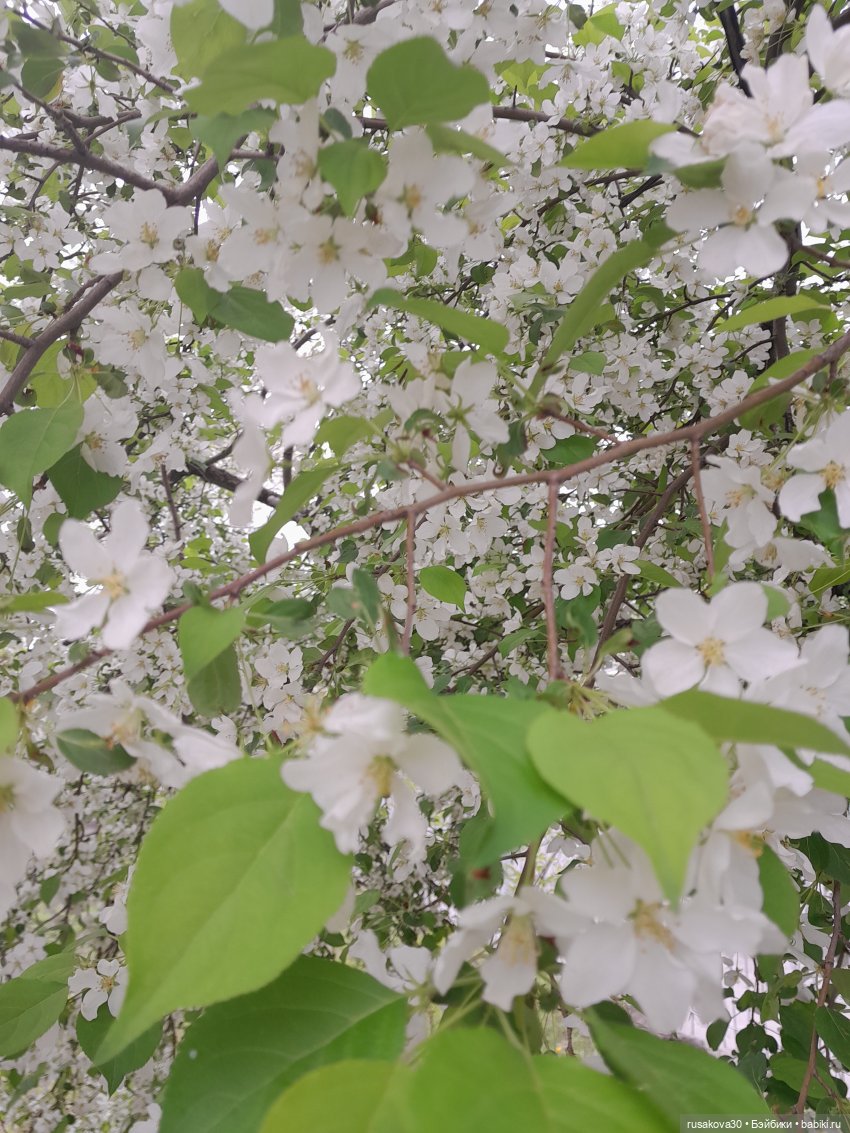 Яблони в цвету — Куклы Nines d'Onil (Нинес): Миа (Mia) (фото 4)