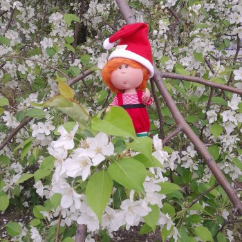 Яблони в цвету .