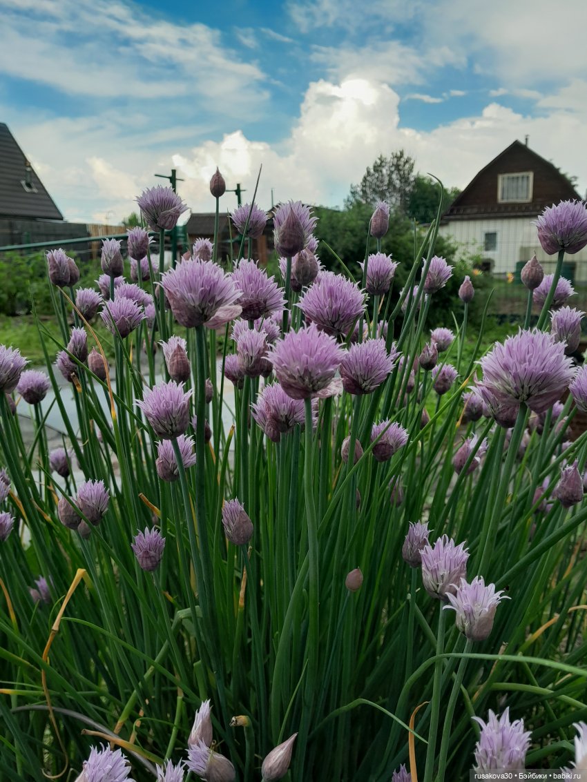 Как мы летом отдыхаем — Игровые куклы разных производителей (Разное): редкие бренды (фото 4)