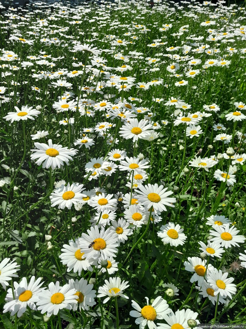 Как мы летом отдыхаем — Игровые куклы разных производителей (Разное): редкие бренды