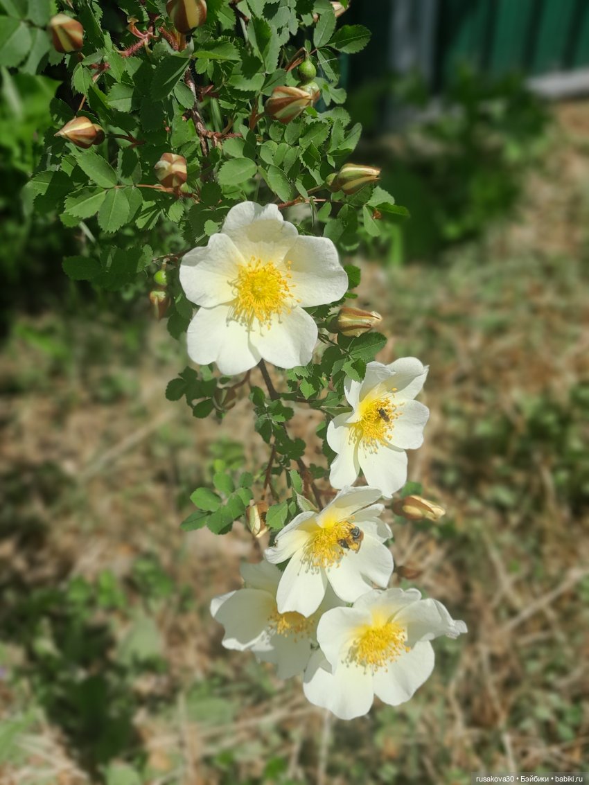 Как мы летом отдыхаем — Игровые куклы разных производителей (Разное): редкие бренды