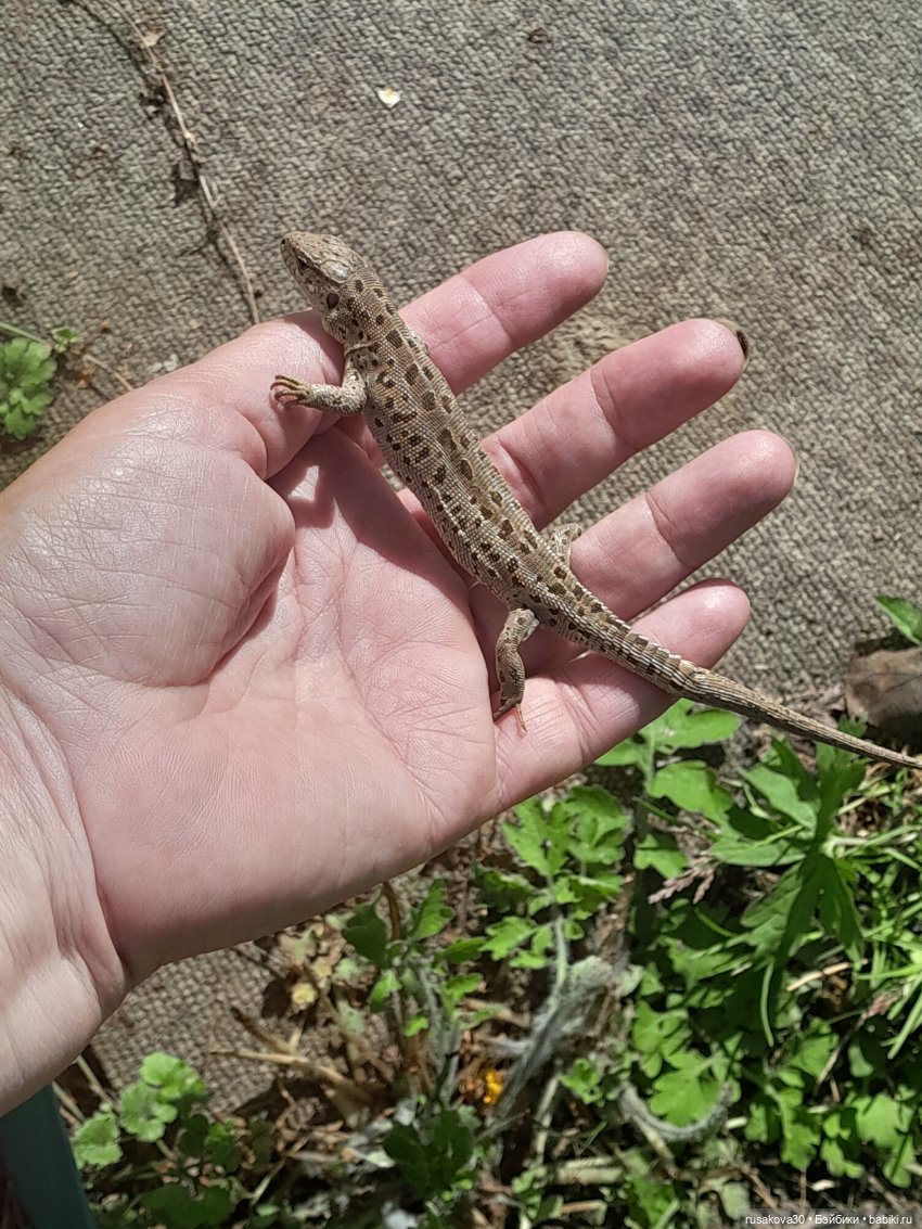 Как мы летом отдыхаем — Игровые куклы разных производителей (Разное): редкие бренды (фото 6)