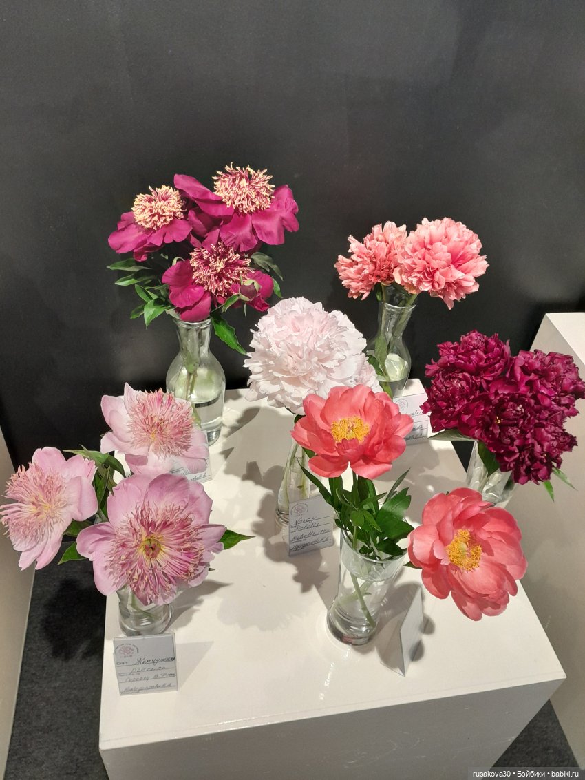 Прогулки с Руби и Енотиком (фото 7)