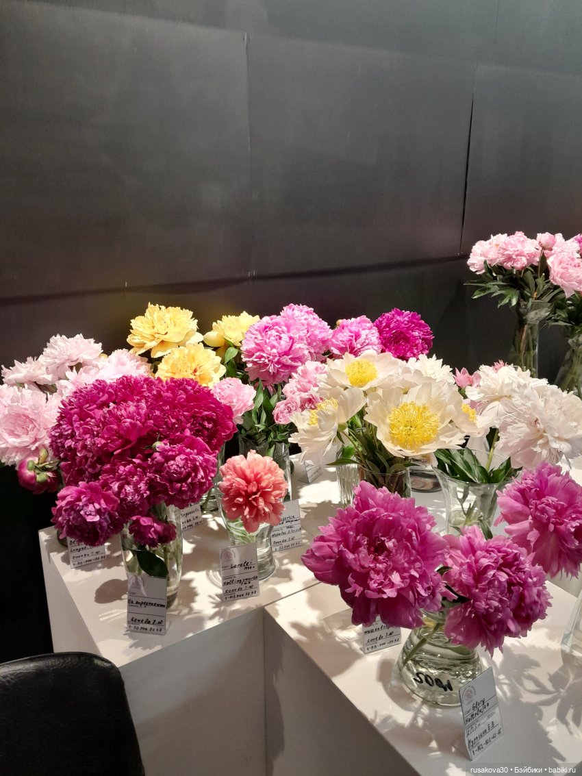 Прогулки с Руби и Енотиком (фото 8)